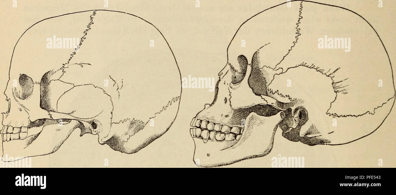 Questo lavoro confronta l'anatomia umana con quella di altre specie, concentrandosi sulle strutture scheletriche e sulle differenze evolutive. Foto Stock