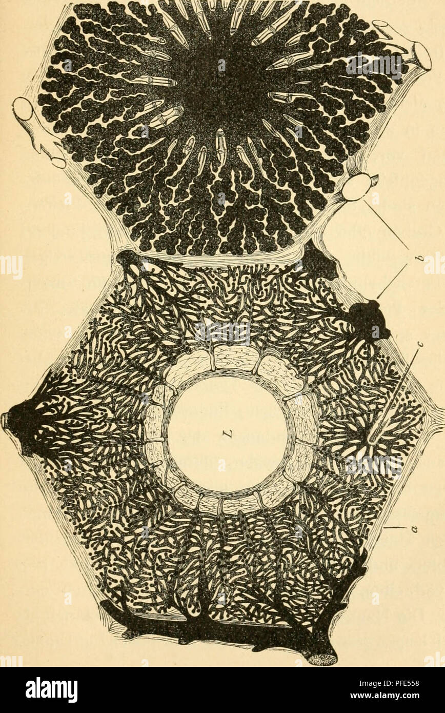 . Der Bau der VÃ¶gel. Gli uccelli. Atmungswerkzeuge. 59 kleinerer Bronchen zweiter Ordnung, auch- dorsale, aber besonders ventralwÃ¤rts ab. Verschiedene der neben- bronchen mÃ¼nden Ã¤hnlich wie der Hauptbronchus direkt in die gleich zu betrachtenden LuftsÃ¤cke. c rt a II Â£ tutti ^ -s j ;^ â ^â ^3 0 4) > (U w 1J <" Ã Â"Â" ^^ ^O-^ Â Â" 3 rt â ¢ c ^ S lU 'S c â¢2r^ &LT;u fc/: Â â( t a I .= Ãi^ ^ I. Si prega di notare che queste immagini vengono estratte dalla pagina sottoposta a scansione di immagini che possono essere state migliorate digitalmente per la leggibilità - Colorazione e aspetto di queste illustrazioni potrebbero non perfectl Foto Stock
