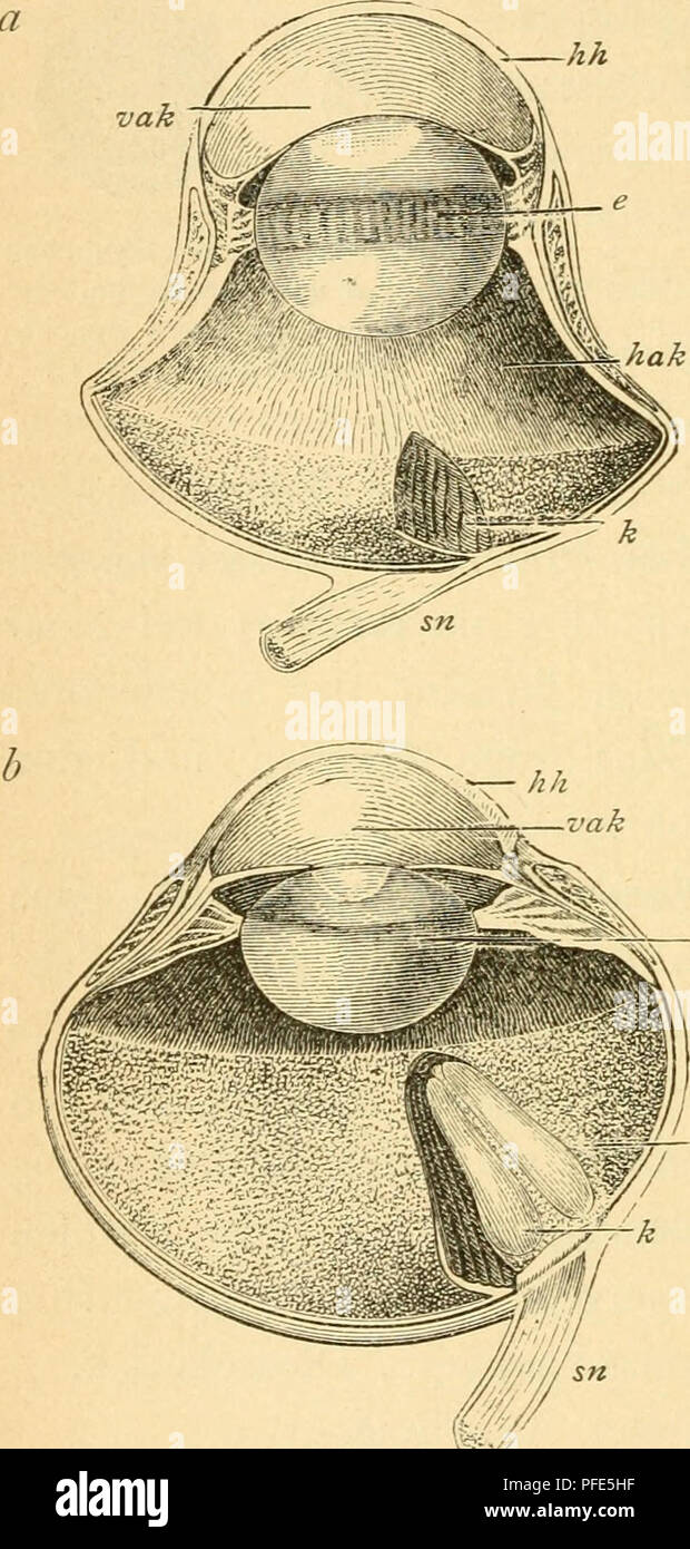 Questo lavoro si concentra sull'anatomia degli uccelli, con particolare attenzione al loro sistema nervoso e agli organi sensoriali. Include dettagliate illustrazioni anatomiche dell'occhio di uccello e delle strutture sensoriali, aiutando a comprendere la fisiologia aviaria. Foto Stock