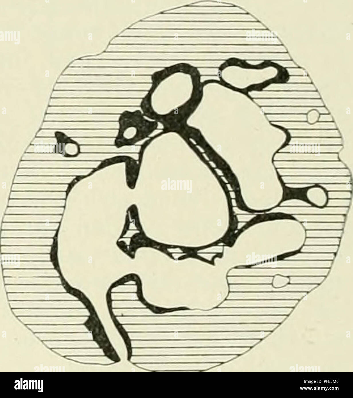 . Der Aufbau der Skeletteile in den freien Gliedmassen der Wirbeltiere; Untersuchungen un urodelen Amphibien. . Fig. 103-105. Atnblystoma mexi- canum, Omero. Querschnitte aus einer Serie, Schemata. Fig. 103 aus melireren Schnitten kombiniert, Fig. 105 etwa dia- physen mitte. Vergr. 50:1. Zunächst wenden wir uns zum eingehenderen Studium des Achseu- knorpels der Diaphyse. Von den beiden Epiphysen suo setzt sich der Knorpel kontinuierlich in das Knochenrohr der Diaphyse. Si prega di notare che queste immagini vengono estratte dalla pagina sottoposta a scansione di immagini che possono essere state migliorate digitalmente per la leggibilità - Foto Stock