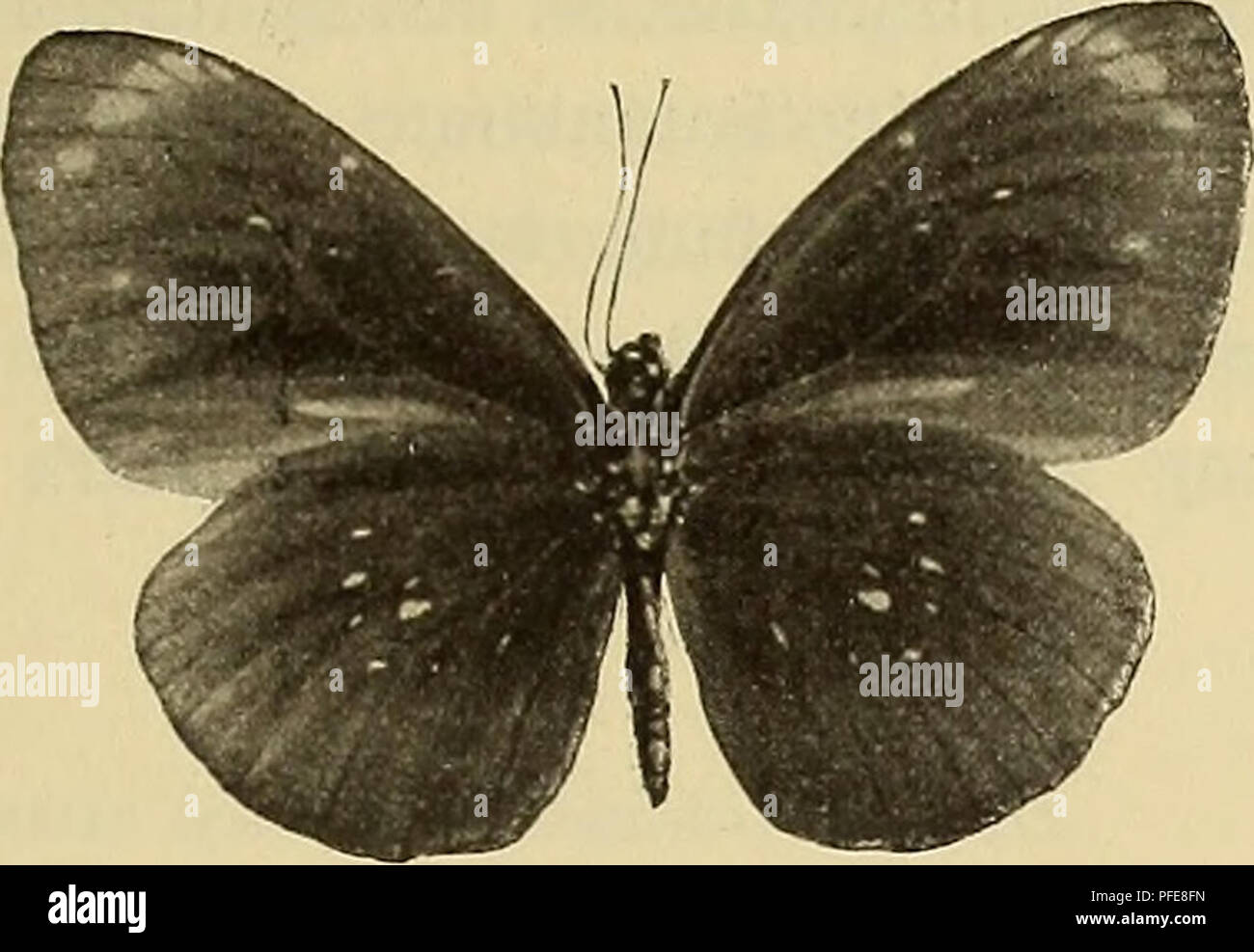 . Denkschriften - Österreichische Akademie der Wissenschaften. Bot.-zool. Ergebnisse von den Samoa-. Salomousinseln. 417 "6 Eine Serie von 8cT und 40. Die Stücke wurden zum größten Teil (6CF, 3 9) in Motootua auf Upolu Ende Mai, ein kleines <$ auf derselben Insel beim Papaloloafall am 11. Juni und ein Pärchen aufSavaii im Juli erbeutet. Il dott. Rechinger schreibt über die arte: "Meist vereinzelt, aber weitverbreitet. Beobachtet in den unteren Teilen der Isole Savaii, Apolima, Manono, Upolu und Tutuila von Mai bis Agosto. Steht in ihren Lebensgewohnheiten etwa in der Mitte zwischen Danais mel Foto Stock