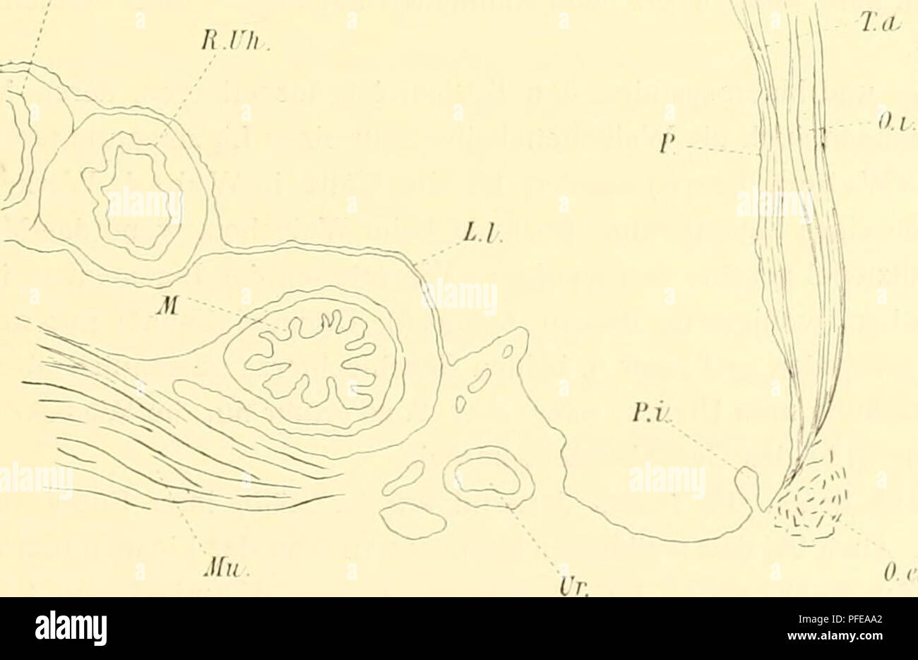. Denkschriften der Kaiserlichen Akademie der Wissenschaften, Mathematisch-Naturwissenschaftliche Classe. B.n.v.. Mii Lg. I^. Bauchfell. fi. £//;. Rechtes Uterushorn. £./. ligamentum latum. Bi". Bauchwandmusculatur. A/h. .Musculatur der hinteren Rumpfwand. Ur. uretere. Lg. Lymphgefäß. M. Mastdarm. Un tiefer caudalwärts geführten Schnitten aber, in jener Gegend, wo die beiden Uterushorn-Lumina zwar noch nicht vereint sind, jedoch bereits dicht neben einander liegen ("Fig. 17) findet man un einer Fig. 17. L.UH. 0. c Obliquus abd. externus. T. a. Transversus addominali. 0. Ho Obliquus internus. Ä. t'Ä. Foto Stock