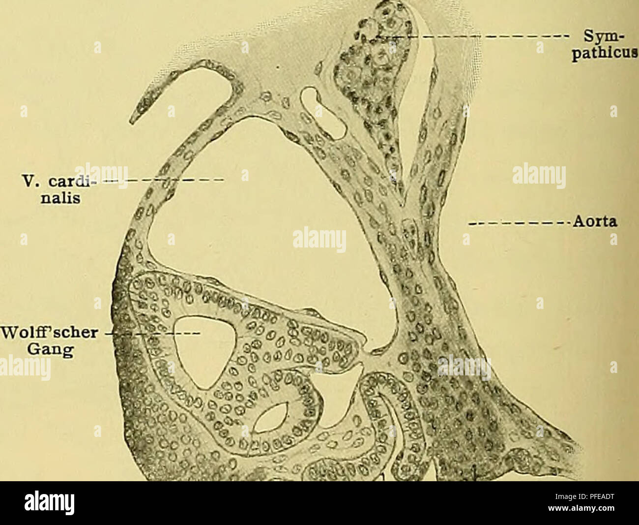 . Denkschriften der Medicinisch-Naturwissenschaftlichen Gesellschaft zu Jena. Nephrostom der Vorniere Nebennierenfalte Fig. 29. Nephrostom der Vorniere Nebennierenfalte Fig. 27-29. Schnitte durch das Vornierengebiet des embrione 42. Fig. 27. Uebersichtsbild. Vergr. 50 : 1. Fig. 27a, 28 u. 29 zeigen die Verhältnisse von Vornieren- trichtern und Nebennierenfalten genauer. Vergr. 200 : 1.. Nephrostom der Vomiere Nebennierenfalte Schnitte sind nel dorso-ventraler Reihenfolge getroffen: craniale Das Ende der Urnierenfalte mit den Venae cardinales, dem cranialen Ende der WoLFF'schen Gänge, die Lunge onu Foto Stock