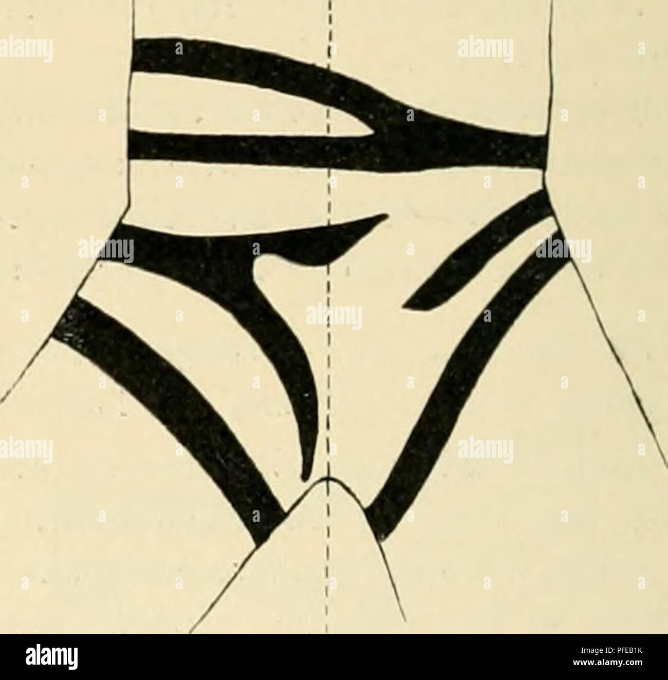 Questo studio anatomico descrive la struttura della trachea, del bronco e della cartilagine associata nel sistema respiratorio. Inoltre, descrive dettagliatamente la distribuzione e le variazioni strutturali negli anelli tracheali e nei rami bronchiali. Foto Stock