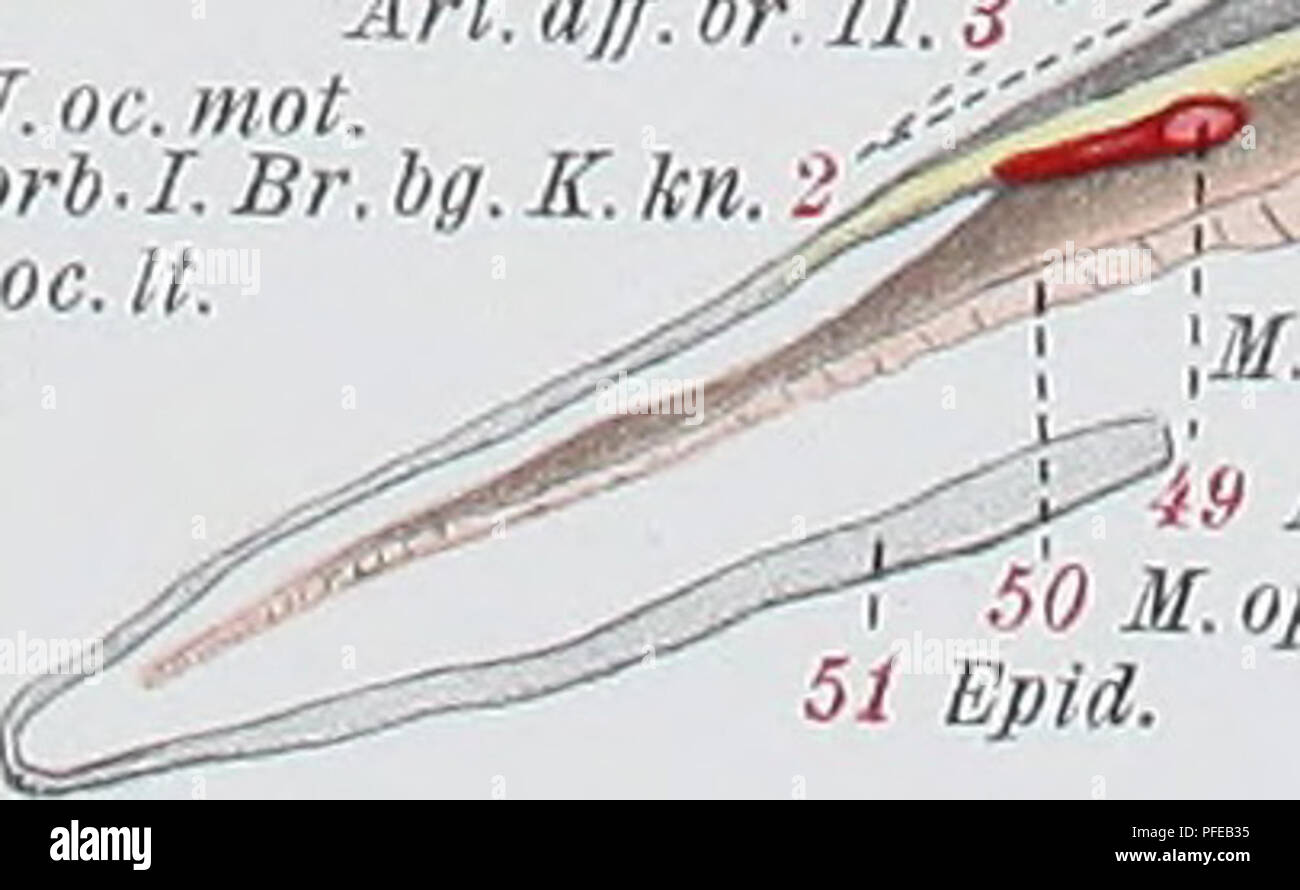 . Denkschriften der Medicinisch-Naturwissenschaftlichen Gesellschaft zu Jena. 21 Rad. p.c. (VII.lt.) N. oc. mot. .23 Ggl.lt.p.v.VLL " n.a.s. -25 R. h. ot. .26 N. bucc. Â 27 N. op. N.7N.m. Â 29 N. //tot. V. J-30 N lt. tu d. '&Gt;31 Pal. D. â¢32K.I. Â¥&amp;^Jt'. 38 M. sp. N.o.p.Sy^ M.M. 7-."^'  F. sph.tr. 6 II ÃglJt.r.v.X. ' 18 Ggl. lt. i. v. LX. &Gt;N.lt.X. (Ob.sg.g.) 13, Sph. lt. kn. 12 med.Jos.Gasser fec. N.h.ind.43 Ã¼N.mÃ¤'.lVIL. 42 I. Art. bg. "Â 18 )/"/. K d. r! 1 '*â **.' ! Auto.ext. ! 43 M. I.md. Art. op. ''46 V. h. md. 4Ho L Schl * â 47II. Schi. t. Verlag von Gustav Fisc Foto Stock