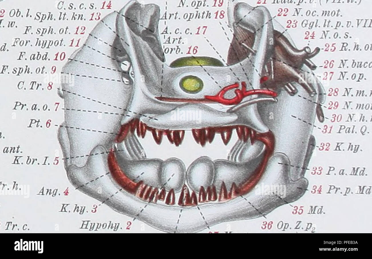 . Denkschriften der Medicinisch-Naturwissenschaftlichen Gesellschaft zu Jena. Sph. lt. kn. 8 F. sph. tr. 1.9 Art. orb. 10 Art. ophth. 11 Art. cer. ant. K.br.1.5 XIII Ggl.p. o. VLL. 13 Ggl, m. 77t. 12 1 M. temp. 11 Sph.lt.kn. 10. N.bttcc. 9. V.pal. 14- 14 (ob.sg.g.) 15 R.L. 21 Rad. p.c. (VII.lt.) N. oc. mot. .23 Ggl.lt.p.v.VLL " n.a.s. -25 R. h. ot. .26 N. bucc. Â 27 N. op. N.7N.m. Â 29 N. //tot. V. J-30 N lt. tu d. '&Gt;31 Pal. D. â¢32K.I. Si prega di notare che queste immagini vengono estratte dalla pagina sottoposta a scansione di immagini che possono essere state migliorate digitalmente per la leggibilità - colorazione e appe Foto Stock