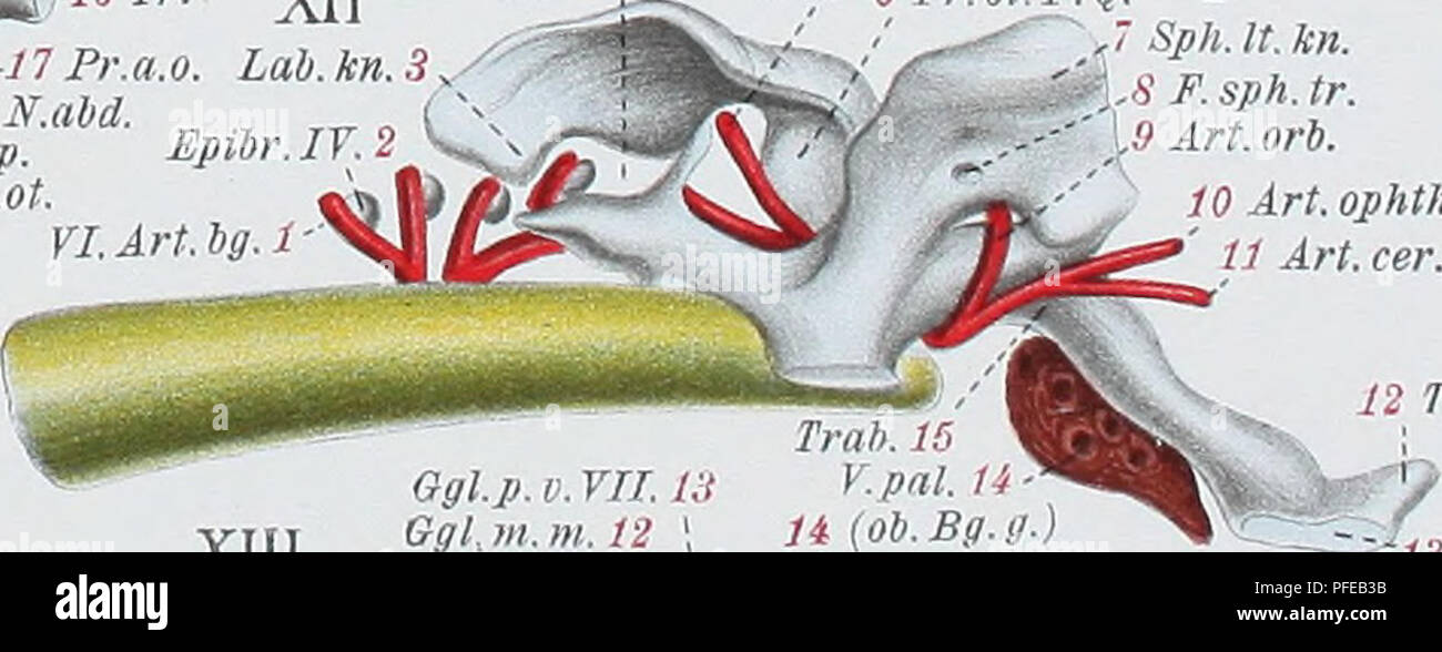 . Denkschriften der Medicinisch-Naturwissenschaftlichen Gesellschaft zu Jena. ...-54 R.MI.md.V. .55 Cav. art. 56 Thyr. Kn. ' Arte thyr. Lg. h. md. 9 I. Schi. t. ^60 N. md. e. VII. -61 H. md. o. 62IA.bg. ."-63 R. hg. 64 Ker. hg. '-65 M.l.br.I. Ker.br. I. 67 II.K.sp. 68 M. lev. br. IL. 69 Art.eff.br.il. 70 M. I. br. III.  71 M. I br. IV. 2 M.d.ph.cl.br. 73 A. äss. br. III. IT.K.sp. K.br.lt. K.sp.(VLSchU) br.V Schi. t. Thyr. 17 XIV C. s. c. s 'â Sph.lt.kn. F.sph.ot. 12 A per.hypot. U S~ Per. hypot. 4 I. Schi. 1.16 5I.Arl.bg. / 6 pr.ot.P.Q.. Sph. lt. kn. 8 F. sph. tr. 1.9 Art. orb. 10 Arte. o Foto Stock