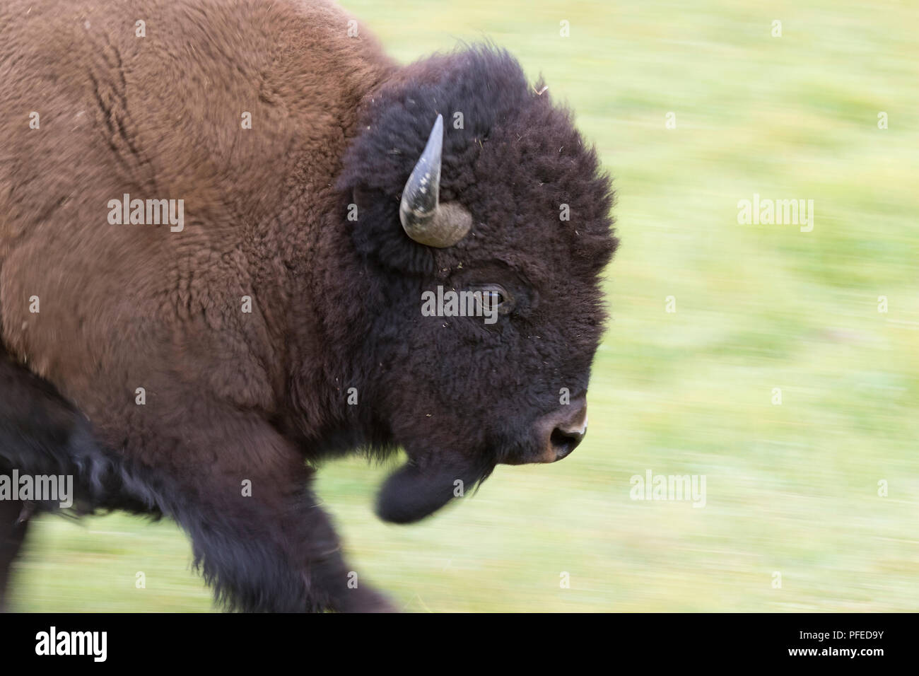 Esecuzione di bufalo americano Bull (Bison bison) Close Up Foto Stock
