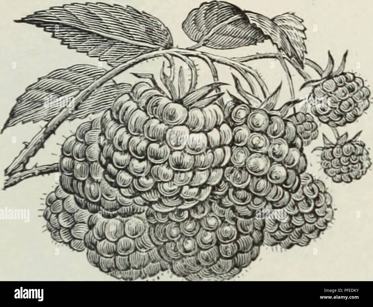 . Descrittivo catalogo illustrato della frutta e alberi ornamentali, arbusti, vigneti, piccoli frutti, &amp;c. Vivai (orticoltura) Pennsylvania cataloghi; alberi da frutto piantine cataloghi; bacche piantine cataloghi; piante ornamentali, cataloghi; alberi piantine cataloghi; fiori Semi cataloghi. Tutti i nostri lamponi c rilevato in decine e centinaia di tariffe sono extra stock selezionato e non l'ordinario l/&lt;jM'suclrr piante che sono frequemly &LT;vecchio. La BNL non danno -oddisfazione per quelli wi^liiu.; per ^ot un lino, f'niiirul patch in una sola volta. Luce sarà suckerplants je iurnis-hed presso un terzo meno del prezzo Foto Stock