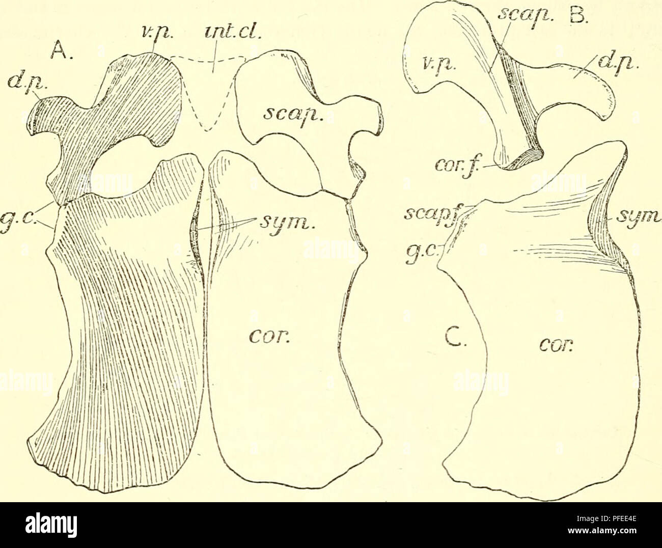 . Un catalogo descrittivo dei rettili marini della Oxford argilla. Basato sulla collezione di Leeds nel British Museum di storia naturale), Londra ... Rettili fossili. •54 MARINE EEPTILES OE L'ARGILLA OXFOED. della serie questa compressione cessa e la lunghezza aumenta, di modo che vi è una transizione dalla vertebra cervicale per il tipo di dorsale. Le nervature di dorsale sono di solito molto schiacciato, in modo che di regola la loro vera forma non può essere compilata; ma in pochi esemplari non è questo il caso. Così, nel provino n. R. 2439 si può notare che la sola testa articolare porta un molto leggermente concavo articul Foto Stock