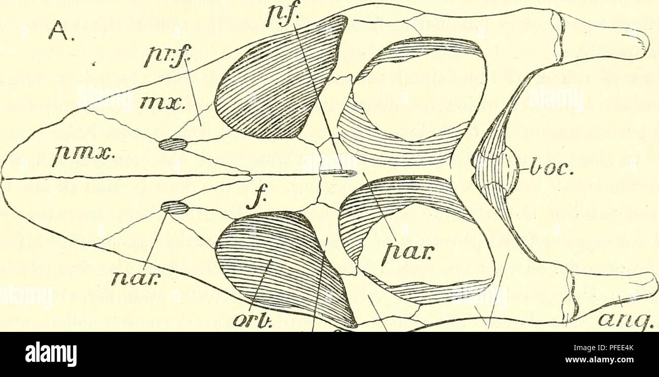 . Un catalogo descrittivo dei rettili marini della Oxford argilla. Basato sulla collezione di Leeds nel British Museum di storia naturale), Londra ... Rettili fossili. MUE^NOSAUEUS. 85 modello vi sono tracce di unione con la estremità superiore della columella. Per circa 2 centimetri nella parte frontale della superficie di unione con la supraoccipital la superficie cranica è concava in tutte le direzioni ; anteriormente passa nell' ampio a forma di imbuto apertura interna del forame pineale, i cui lati sono formati da una forte creste che sono continuato in avanti sulla faccia ventrale dei paliotti (PI. II Foto Stock