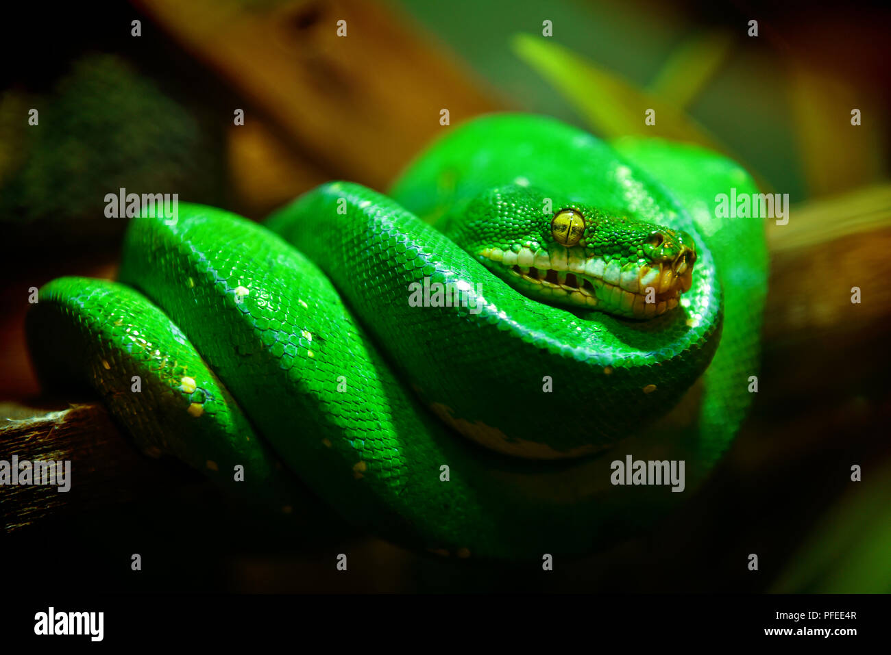 Close up ritratto un serpente verde sul ramo Foto Stock