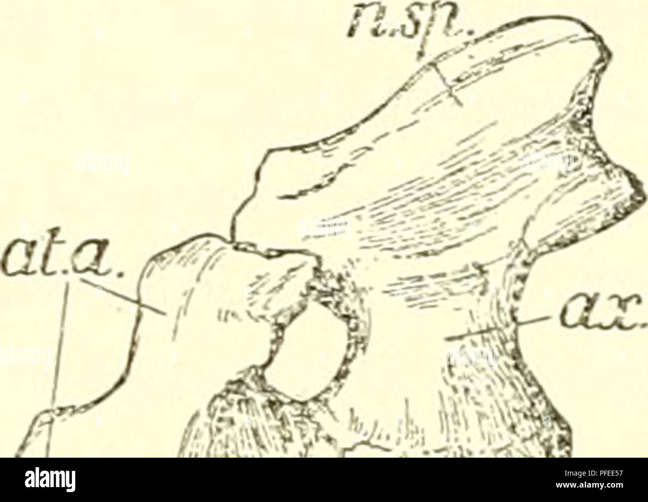 . Un catalogo descrittivo dei rettili marini della Oxford argilla. Basato sulla collezione di Leeds nel British Museum di storia naturale), Londra ... Rettili fossili. 48 rettili marini della OXFORD CLAY. osso (W.B. 1), la faccia anteriore del quale è concava e costituisce la parte inferiore della coppa atlantal; la sua estremità superiore si uniscono in suture dritto con le estremità inferiori delle basi del atlantal arco neurale (a.a.), che si uniscono con il centrum di ATLAS in una grande sezione pressoché triangolare sfaccettatura, che guarda in avanti verso l'alto e verso l'esterno, e in corrispondenza della sua estremità superiore si estende per tutta la lunghezza del centru Foto Stock