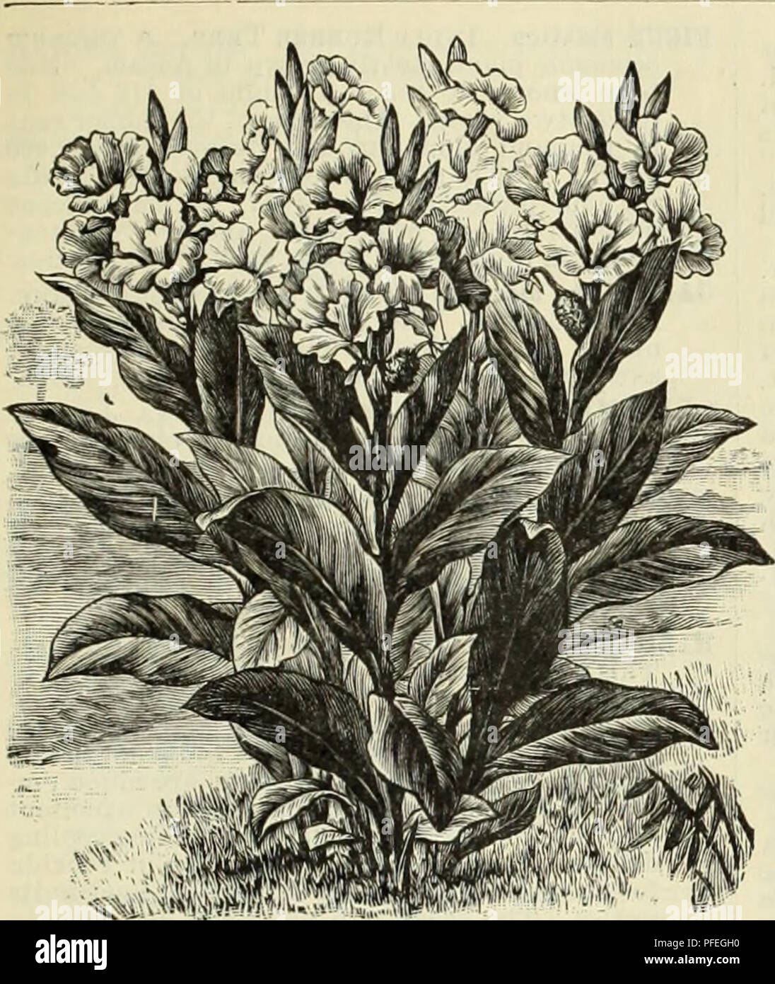 . Descrittivo e catalogo illustrato e manuale / Royal Palm vivai. Vivai (orticoltura) Florida cataloghi; piante tropicali cataloghi; alberi da frutto piantine cataloghi; agrumi industria; Cataloghi Cataloghi di frutta; piante ornamentali, cataloghi. Economico, medicinali, utile e piante di veleno. 29. CANNA FLACCIDA. Talvolta usato come una siepe-impianto in Giamaica. 30 centesimi di euro ciascuna. |^"per raccolta di CiEsalpinias e colo- cianas vedere varie di reparto. CANNA fiaccida. Disponibile per arrow-root, come sono la maggior parte degli altri Cannes. (Vedere Miscellane- unità organizzative dipartimento.) CEEBERA Thevetia {Thevet Foto Stock