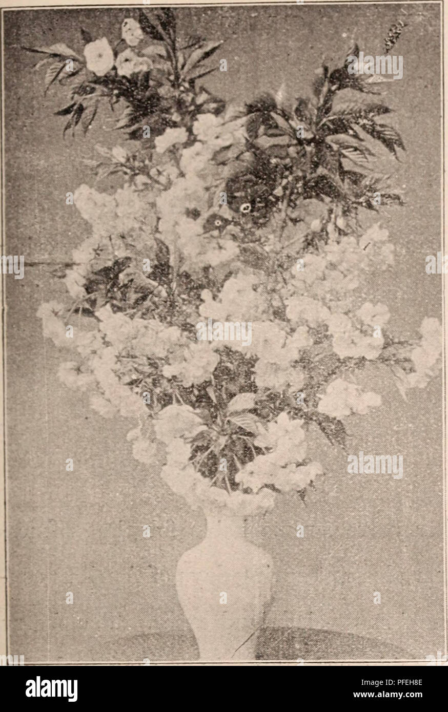 . Catalogo descrittivo della fioritura, alberi ornamentali, arbusti, bulbi, erbe aromatiche, gli alpinisti, alberi da frutto, &amp;c., &amp;c., &amp;c. / Per la vendita dalla Yokohama Vivaio Co., limitata.. Catalogo di vivaio. Catalogo del vivaio di Yokohama Co., Ltd. (1911). 39. TRUXCS pseudo-CERASUS, SHUlOFrGEy, IMIUNUS MTME.-uno di tlic nio.-^t nwourltc giapponese di alberi in fiore, grazie alla iVaoTanee dei suoi fiori, le sue l)eaaty, la.sting quasi una bocca e hlooming a metà inverno spesso nella neve- papà paesaggi, è altamente stimato I'o decorazione in camera sul nuovo Y'orecchio il DAV.s. Frnils sono anche molto facilmente sollevato e fatto in Foto Stock