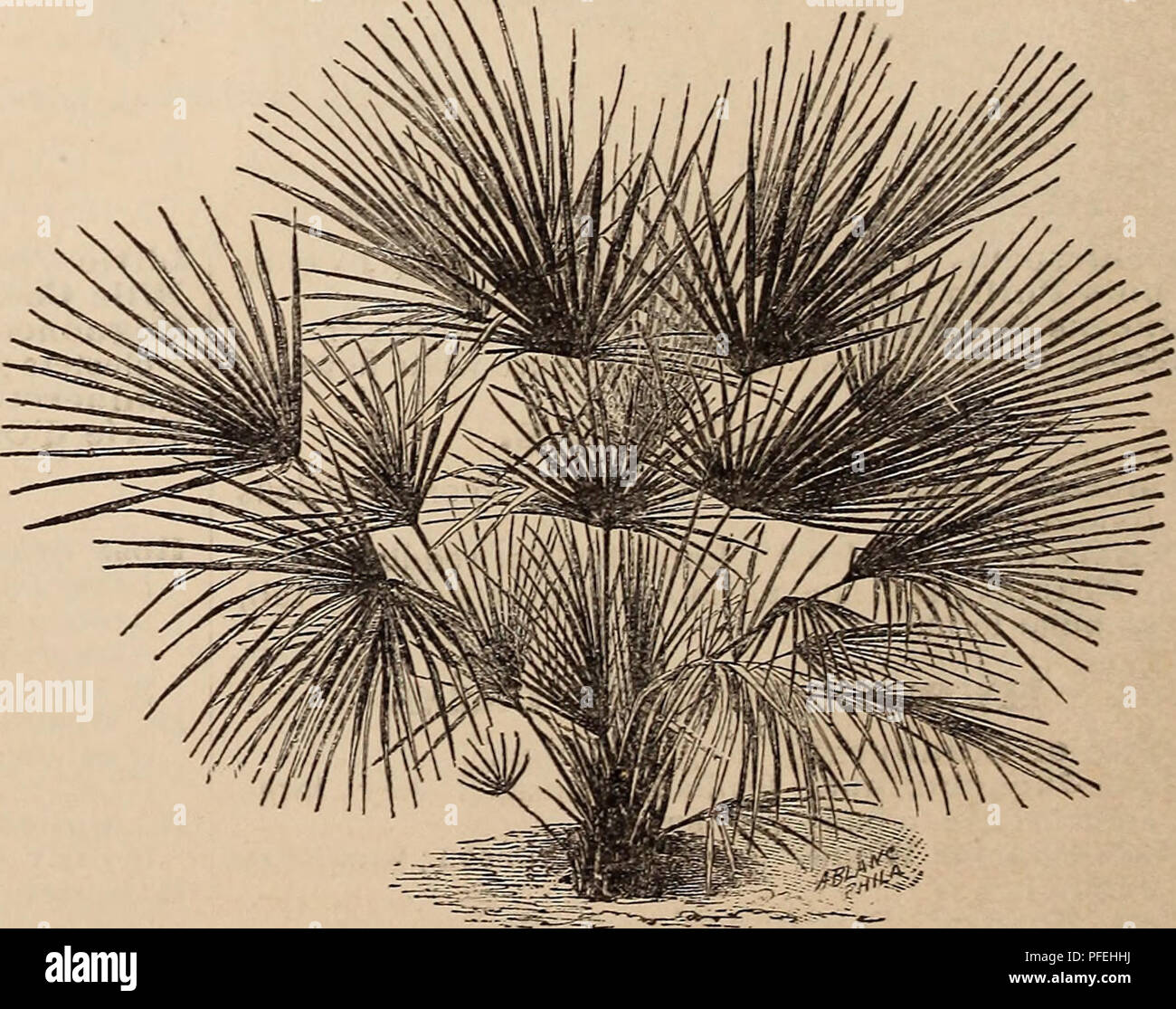 . Catalogo descrittivo e listino prezzi di tropicali e semi-alberi da frutta tropicali : vigne, arbusti e piante in serra. Vivai (orticoltura), Florida, cataloghi; raccolti tropicali, cataloghi e alberi da frutto, piantine, cataloghi; gli alberi, piantine, cataloghi; piante ornamentali, cataloghi. 22 R. D. HoYT, Seven Oaks vivai, Bay View, Florida. VII Palms ;?nb BveADS Linnaeus li ha chiamati i " principi del regno vegetale", e essi sono degni del titolo. Molto potrebbe essere scritto e la metà non detto, di loro; ma di qualcosa di più della semplice menzione è al di là del campo di applicazione di un catalogo. Questo vasto ordine Foto Stock