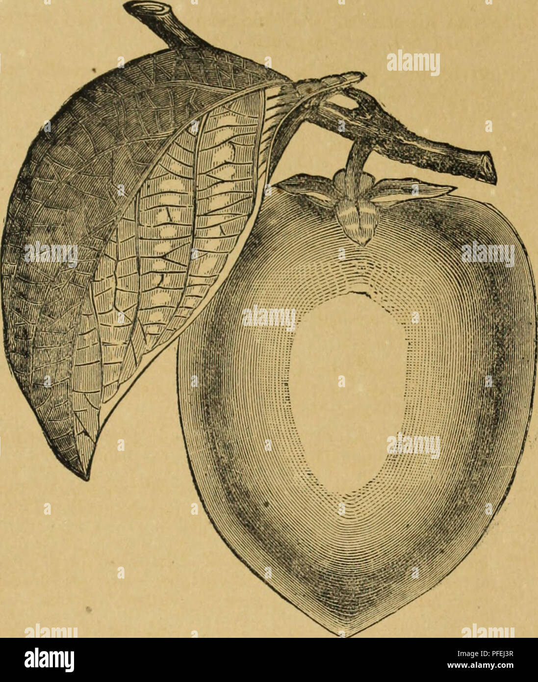 . Catalogo descrittivo della frutta, ombra e alberi ornamentali, rose, arbusti, piante ecc.. Vivaio California cataloghi; alberi da frutto cataloghi; alberi ornamentali Cataloghi Cataloghi di frutta; sempreverdi cataloghi; Rose cataloghi. Alberi, arbusti, ecc. 99. HAYCHEYA PERSIMMON. L'introduzione in questo Stato del kaki ha dimostrato una grande acquisizione. Il frutto è molto bella e la sua qualità eccellente. La struttura ad albero porta il prodigioso raccolti e la sua coltivazione non può essere troppo fortemente sollecitato. Persimmon Haycheya, Giappone. Larg", oblunga, uno dei migliori. Diospyrus Virginica, Persimmon (t Foto Stock