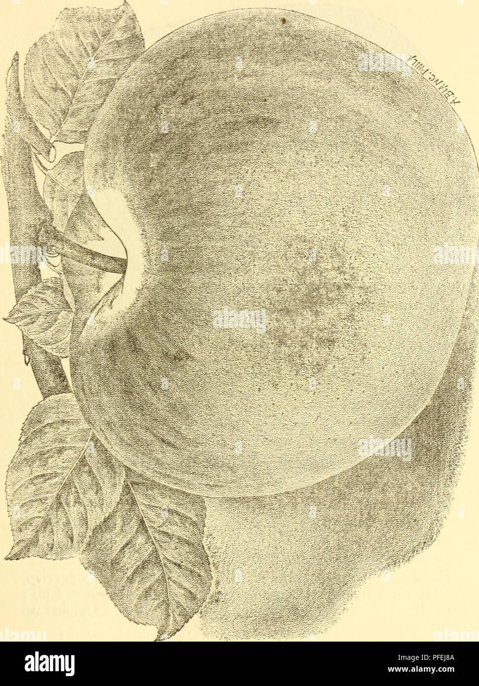 . Catalogo descrittivo della frutta, ombra e alberi ornamentali, rose, arbusti, piante &amp;c.,. Alberi da frutto piantine Cataloghi Cataloghi di frutta; Rose cataloghi; alberi cataloghi; piante ornamentali, cataloghi. Inverno mele. 15. Elenco delle mele d'inverno. Ben Davis. (New York Pippin). grande, bello, a strisce e di buona qualità ; produttivo, un tardo keeper, altamente stimato nell'ovest e sud-ovest. Da ottobre a novembre. Si prega di notare che queste immagini vengono estratte dalla pagina sottoposta a scansione di immagini che possono essere state migliorate digitalmente per la leggibilità - Colorazione e aspetto di queste illustrazioni potrebbero non perf Foto Stock