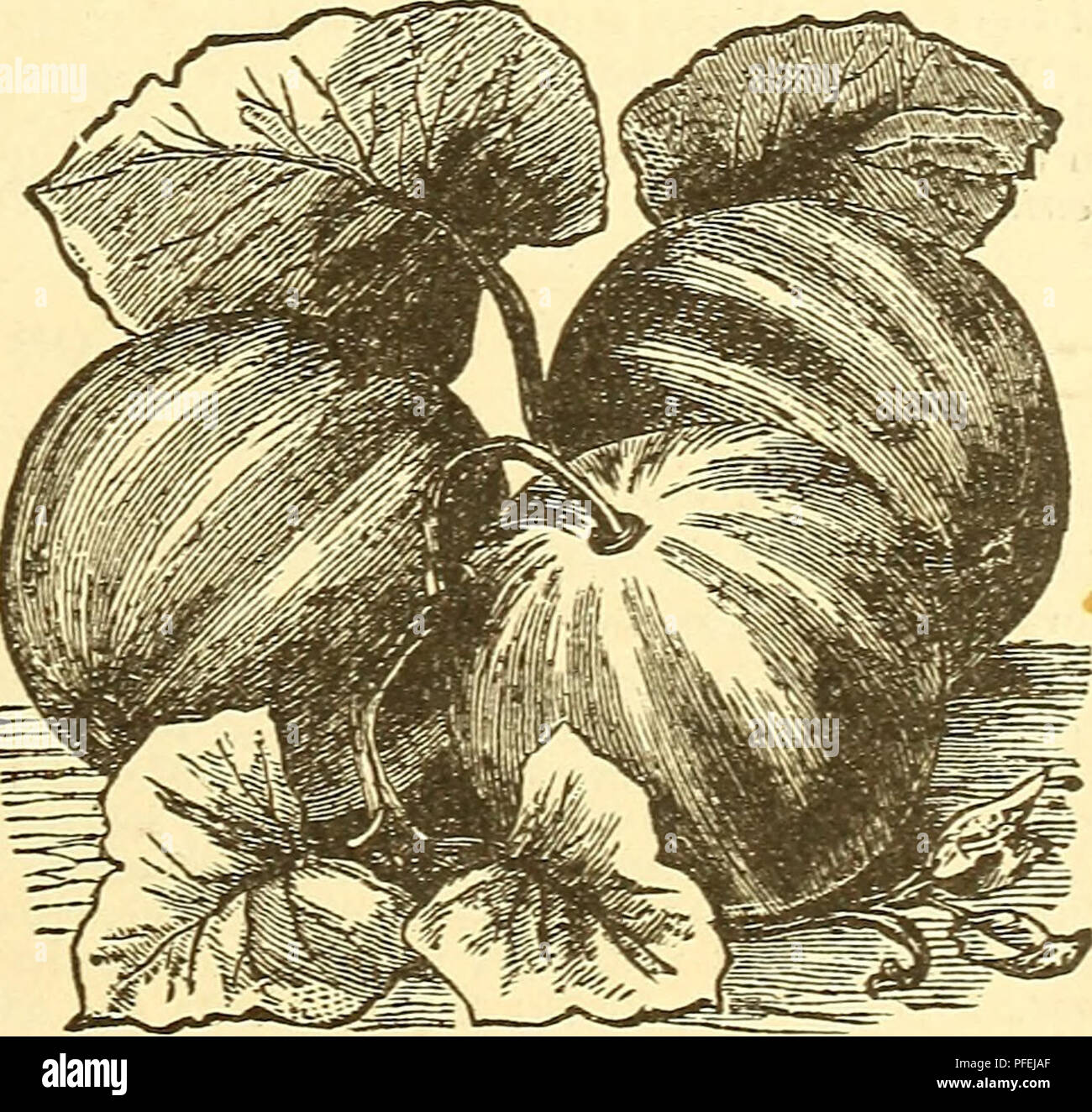 . Catalogo descrittivo di una scelta raccolta di vegetali, agricole e sementi di fiori, gladiolus, gigli e altri estate i bulbi. Semi di fiori di cataloghi; semi di ortaggi cataloghi; Vivai (orticoltura) nello Stato di New York) Cataloghi. m aggiuntive. Varietà-continua. Cetriolo-Swan-Neck.-Un nuovo e altamente stimato varietà, tenera, di sapore eccellente. Cresce da due a tre piedi di lunghezza, una più abbondante, cropper e produce frutti uniil vitigni sono destroved bv frost. Ugualmente ben adattati per il telaio o per il terreno aperto. Per ogni j^^^t., 25 ceiits. KHle,*Buckman's Hardy inverno.-Questo valu Foto Stock