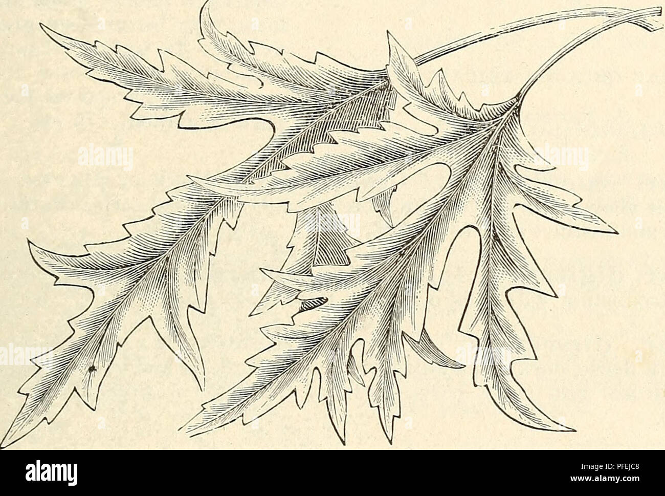 . Catalogo descrittivo di hardy alberi ornamentali, arbusti, piante erbacee perenni pantaloni, ecc. : Ventisettesima edizione. Alberi ornamentali cataloghi; arbusti cataloghi; Rose cataloghi; fiori cataloghi. Alberi ornamentali, arbusti, ecc. Â ¢ â Acer clasycarpuin eriocarpiini o. Bianco o argento-lasciava in acero. Un North American specie, in rapida crescita, di grandi dimensioni e irregolare forma arrotondata ; fogliame verde brillante sopra e argentei mentre sotto ; albero molto ardito e facilmente trapiantate ; dove ombra immediato è richiesto, una delle più utili alberi ; anche un preferito street e park tree. var. crispum- Cris Foto Stock