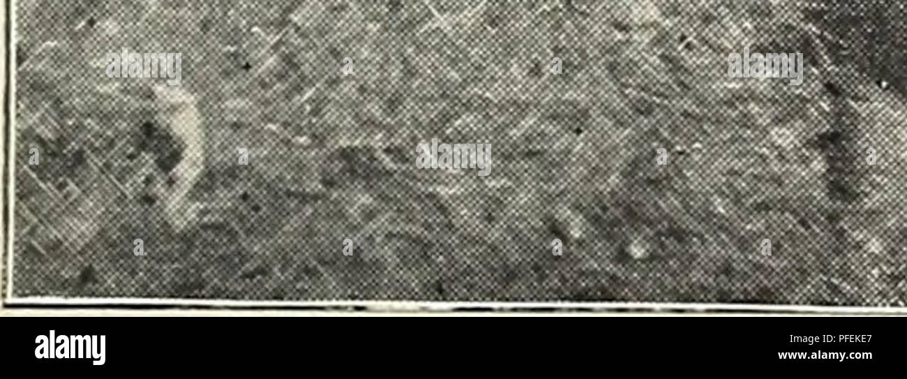 Questo catalogo, creato da Charles Richards Dodge, fornisce informazioni dettagliate sulle piante da fibra utili a livello globale, concentrandosi sulle classificazioni strutturali ed economiche di varie fibre. Esso mira a contribuire a comprendere il significato delle piante da fibra e delle loro applicazioni. Foto Stock