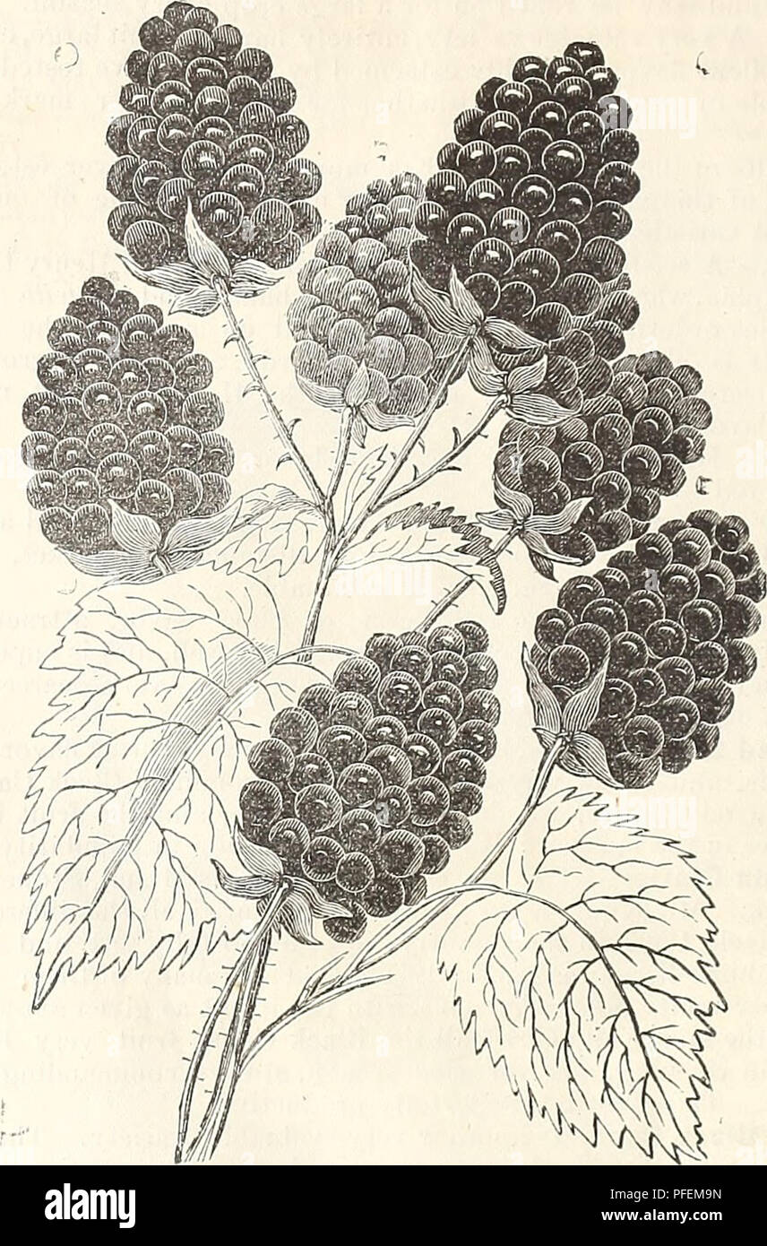 . Descrittivo e catalogo illustrato. Vivai (orticoltura) Pittsburgh Pennsylvania cataloghi; vivaio Pittsburgh Pennsylvania cataloghi; frutta Pittsburgh Pennsylvania cataloghi. 24 KNOX azienda frutticola e vivai. entro tre piedi di terra. Con questo trattamento non picchetti sono necessari. La varietà di gara devono essere fissati in autunno e leggermente coperto con la terra; che deve essere rimosso in primavera.. WILSON è prematuro. Con l'ausilio di questa frutta Mae siamo in grado di rendere il berry ultima stagione senza intervallo di almeno tre mesi con noi dal primo giugno al primo Foto Stock