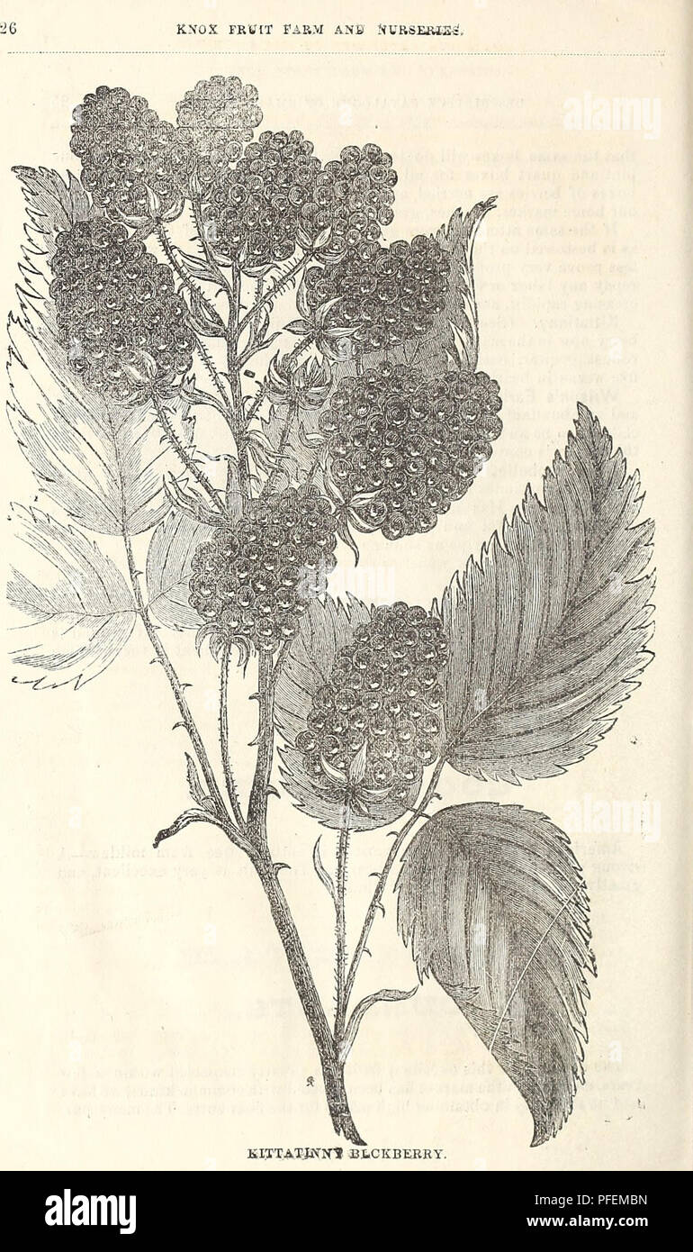 Un catalogo completo di alberi da frutto, arbusti e altre piante della Knox Fruit Farm and Nurseries, Pittsburgh. Questo catalogo comprende piante ornamentali e fruttifere, con descrizioni e illustrazioni dettagliate per favorire la selezione e la coltivazione dell'orticoltura. Foto Stock