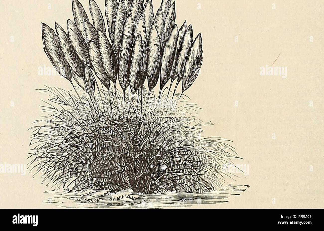 . Catalogo descrittivo e listino prezzi : tropicali e semi-tropicali, alberi da frutta, palme, piante ornamentali, orchidee e piante in serra. Vivai (orticoltura) Florida cataloghi; raccolti tropicali cataloghi; alberi da frutto piantine cataloghi; alberi piantine cataloghi; piante ornamentali, cataloghi. I6 R. D. HOrT, Seven Oaks vivai, BAY VIEW, Florida. EULALIA JAPONICA ZEBRiNA. "Questo è uno dei tlie più belle e distinte hardy piante in coltivazione. A differenza di tutti gli altri of- gated piante, questo ha la sua striping e marcatura attraverso la foglia, anziché longitudinalmente. Esso cresce da cinque a sev Foto Stock