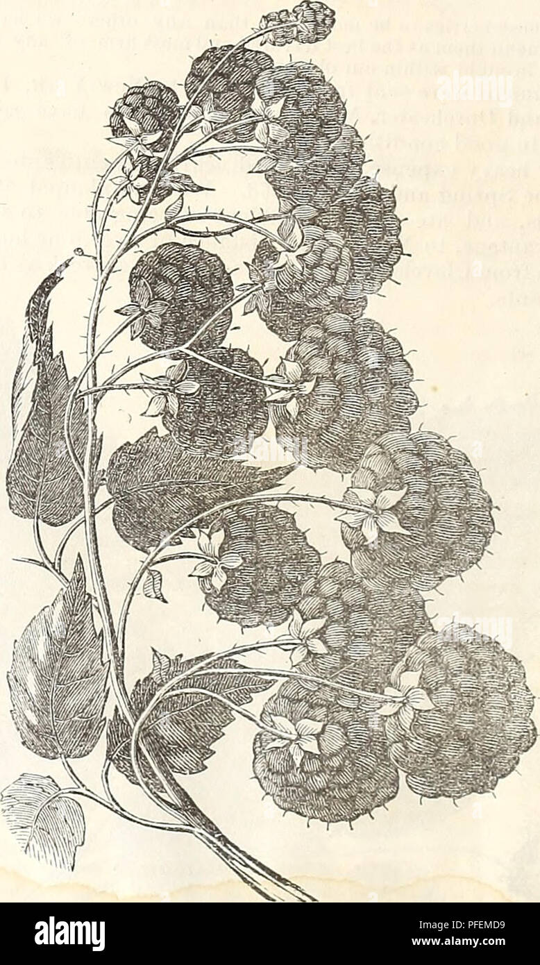 Questo catalogo orticolo della Knox Fruit Farm offre descrizioni dettagliate di varie varietà di frutta, comprese quelle importate dalla Francia. Il catalogo mette in evidenza le qualità delle bacche e di altre piante, concentrandosi sul sapore, le dimensioni e le condizioni di coltivazione. Foto Stock