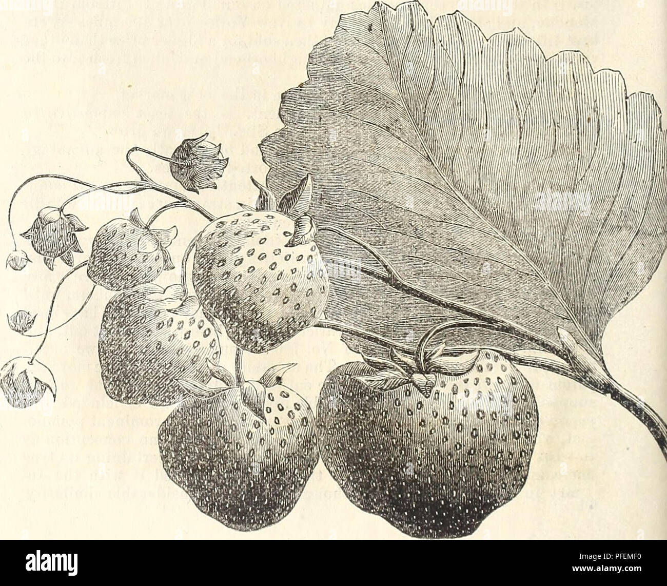 Questo catalogo della Knox Fruit Farm and Nurseries di Pittsburgh fornisce descrizioni dettagliate di vari prodotti orticoli, tra cui frutta e brodo vivaistico. Presenta inoltre approfondimenti sulla varietà Jucunda, evidenziando la sua significativa somiglianza con altri campioni della collezione. Serve come risorsa preziosa per comprendere la coltivazione della frutta in Pennsylvania. Foto Stock