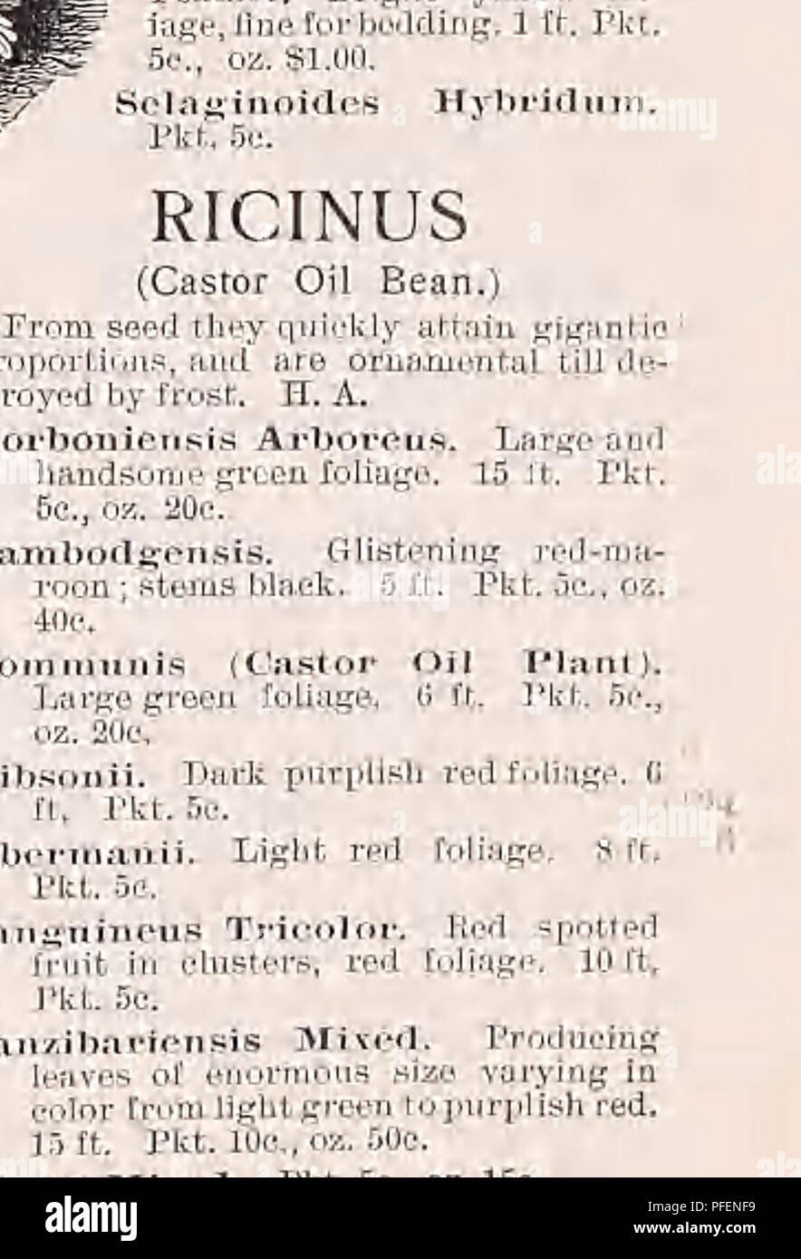 . Catalogo descrittivo di verdure, fiori e semi di fattoria. Vivai (orticoltura); vivaio; semi; lampadine (piante); GIARDINAGGIO; attrezzature e forniture; biancheria piante; Weeber & Don. La salvia SrLKJIDEXS ROCKET Sweefc, uno molto interessante, usefid e free-pianta flowering. Fioritura precoce, resta bello per un lungo la calce in letti, nastri, ecc. H. P. migliori misto, iy. Esso. Pkf.5e.,oz. 20e. ROSA HYBRI DA G R A N tf I - FLORA (ibrido perpetuo rose). "Produrranno piante fiorite in circa sei mesi dal momento della semina. Essi sono perfettamente hardy, doppie e molto profumati. Pkt. 50c Foto Stock