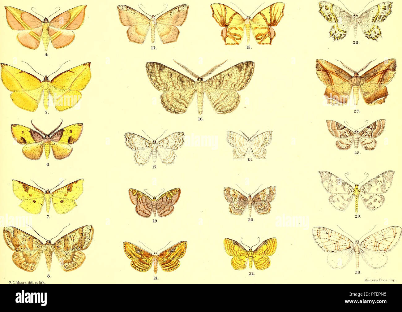 . Le descrizioni di nuovi lepidopterous indiano insetti dalla collezione del compianto Sig. W.S. Atkinson. Lepidoptera -- India; Lepidotteri. 1, Decetiapallida. ?,,Noreia flava. &Lt;3,Auzeareticulata. 4,Cimicod£sanguiflua s. S, C flava,?. E', Marcala flaviflisata. 7, Caustoloma acuLipennis. 8 Anisodes lunulosa. S.Meiiophravialis .10,Remodes lineosa. Ile] R.abnormis. 12,Brabira pallida. 13,Runeca fernlmeata 14, Macana deletaria. 15, Agathia divancata. IG, Mcis vagans 17 Tiy6odi fernfera. 18,Emodesa smuosa. 19. Steganiapurpurascens. 20,Epione adustata. 2l! Arasada fasciosa. 22,Bardanes plicata. 23.Me Foto Stock