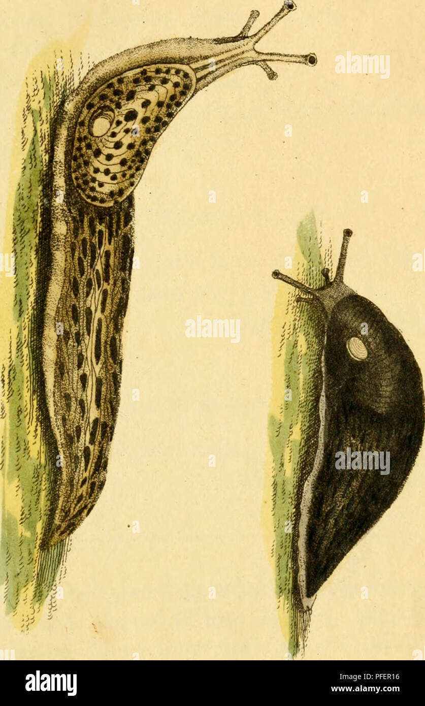 . [Descrizioni e illustrazioni di molluschi : estratte da del naturalista miscellanea. Molluschi; molluschi. ^. x^. Si prega di notare che queste immagini vengono estratte dalla pagina sottoposta a scansione di immagini che possono essere state migliorate digitalmente per la leggibilità - Colorazione e aspetto di queste illustrazioni potrebbero non perfettamente assomigliano al lavoro originale. Shaw, George, 1751-1813; Nodder, Frederick Polydore, editore; Nodder, Elizabeth, editore; dallâ, William Healey, 1845-1927, ex proprietario. DSI; Anthony, C. , ex proprietario. DSI; Nodder, R. P. (Richard P. ), fl. 1790-1820, ill. Foto Stock