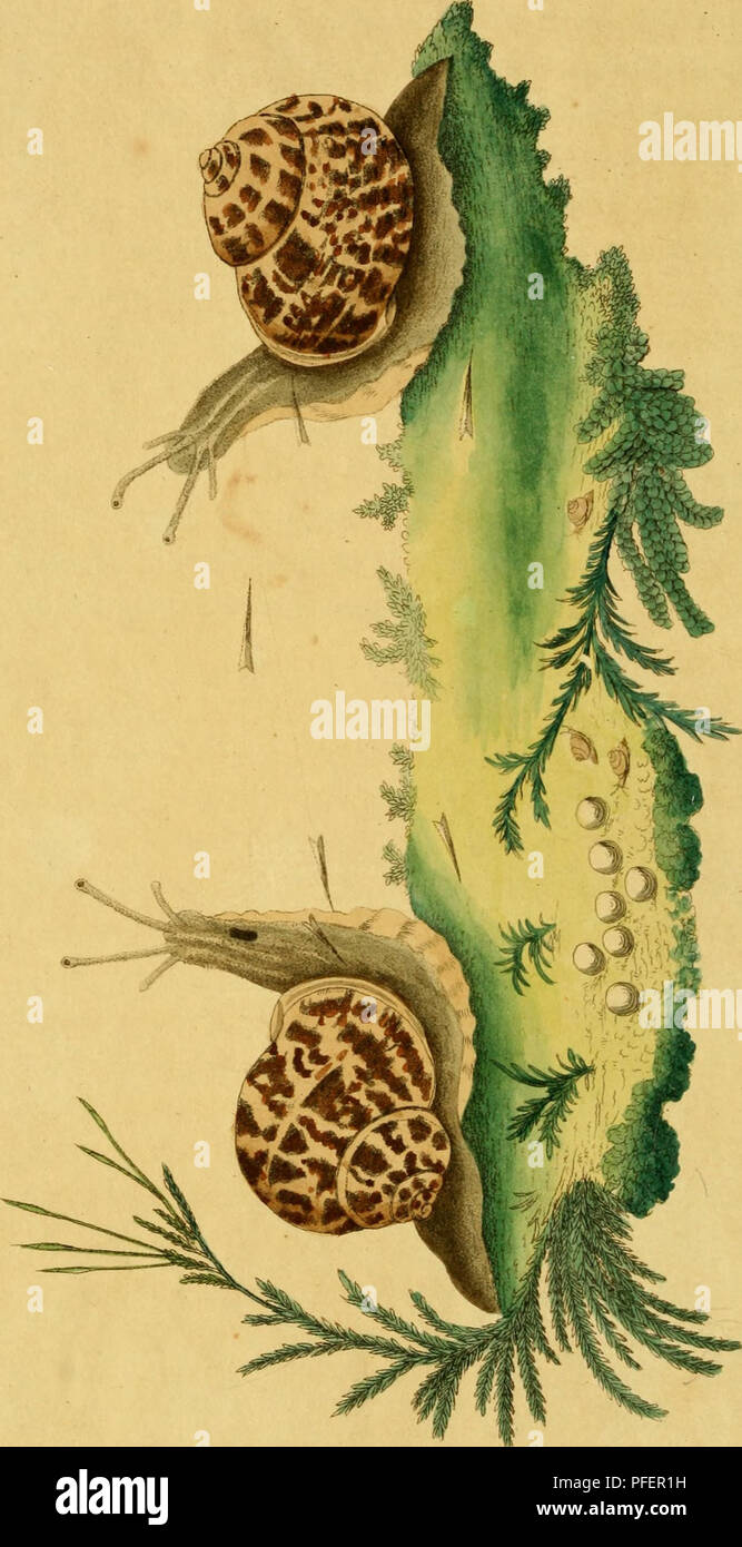 . [Descrizioni e illustrazioni di molluschi : estratte da del naturalista miscellanea. Molluschi; molluschi. t ^^ s. Si prega di notare che queste immagini vengono estratte dalla pagina sottoposta a scansione di immagini che possono essere state migliorate digitalmente per la leggibilità - Colorazione e aspetto di queste illustrazioni potrebbero non perfettamente assomigliano al lavoro originale. Shaw, George, 1751-1813; Nodder, Frederick Polydore, editore; Nodder, Elizabeth, editore; dallâ, William Healey, 1845-1927, ex proprietario. DSI; Anthony, C. , ex proprietario. DSI; Nodder, R. P. (Richard P. ), fl. 1790-1820, ill. Foto Stock