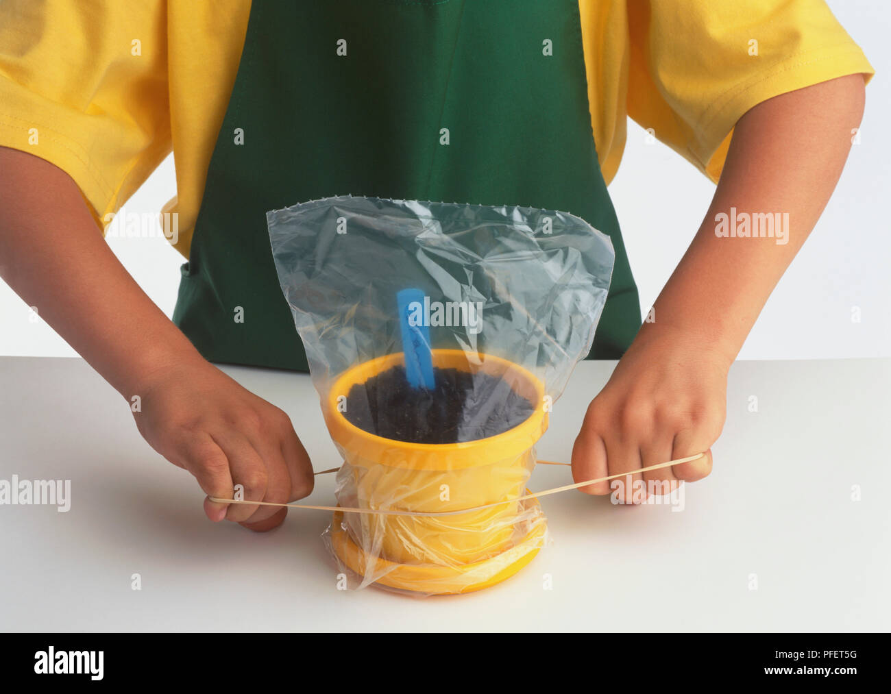 Per piantare un seme di girasole in una pentola. Il fissaggio di un sacchetto di plastica sulla pentola per la germinazione di aiuto. Foto Stock