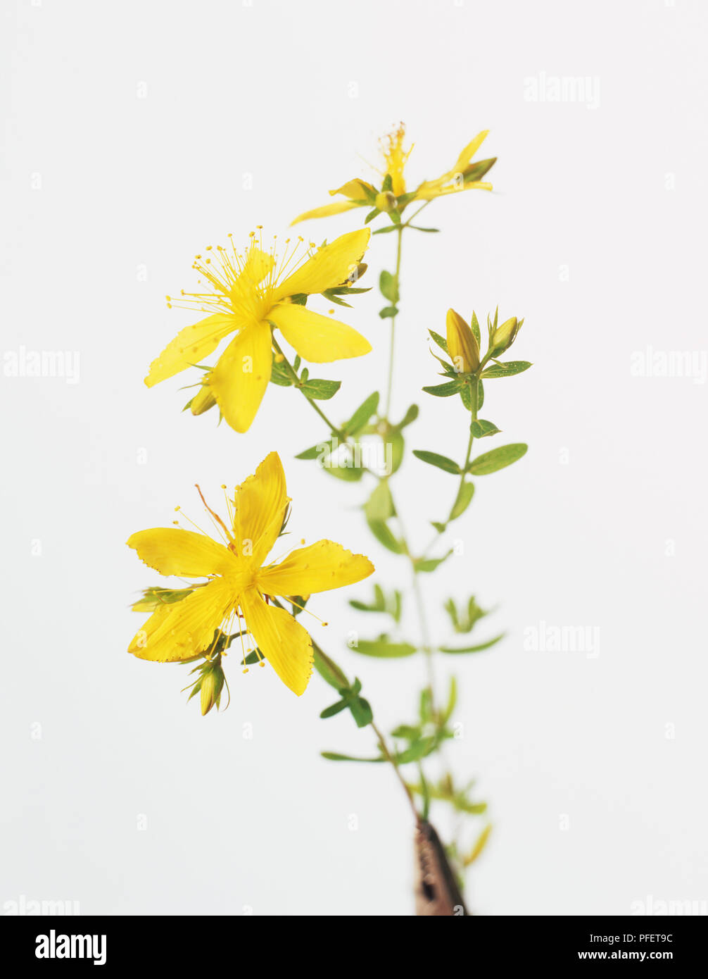 Erba di San Giovanni (Hypericum perforatum), fiori di colore giallo con minuscoli pressacavo nero puntini su petali, boccioli e piccole, ovale, foglie verdi coperti con piccole macchie traslucido su steli sottili Foto Stock