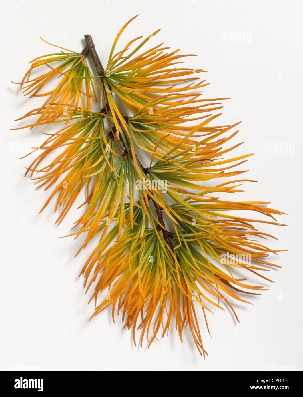 Pinaceae, Pseudolarix amabilis, larice dorato, grigio-marrone di stelo e brillantemente colorati, giallo dorato, sottili foglie autunnali di densa vortici. Foto Stock