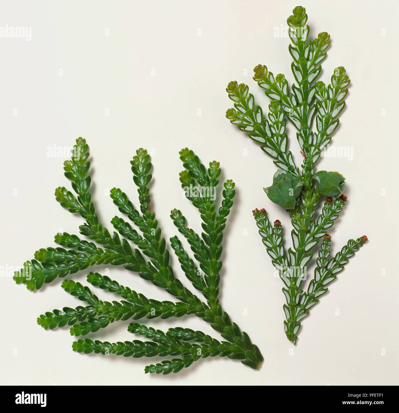 Cupressaceae, Thujopsis dolabrata, hiba, lunga scala-come le foglie in spray appiattita sul largo e piatto di germogli. Foto Stock