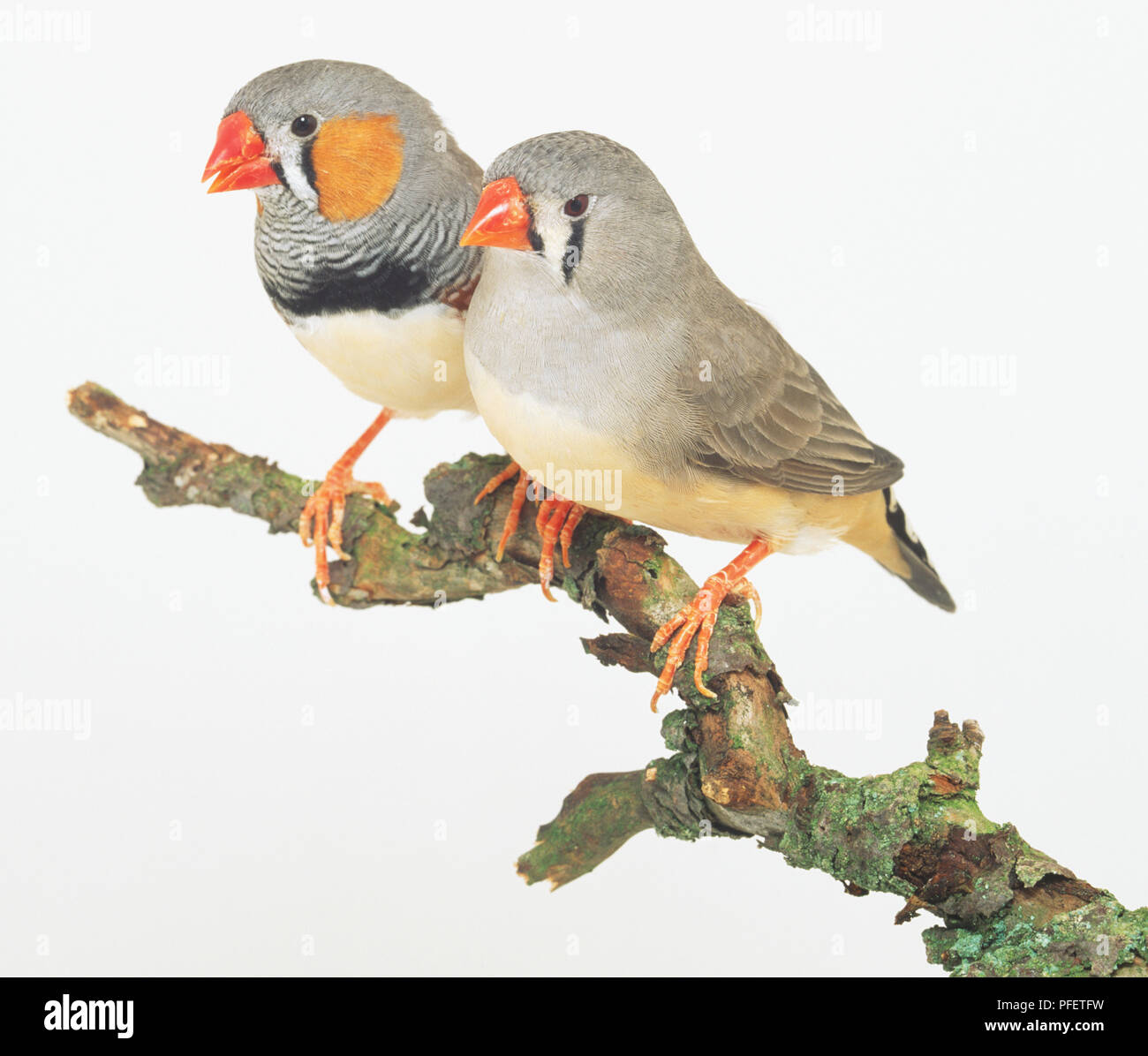 Due Zebra Finches (Taeniopygia guttata) appollaiate sul ramo affiancati, vista laterale Foto Stock