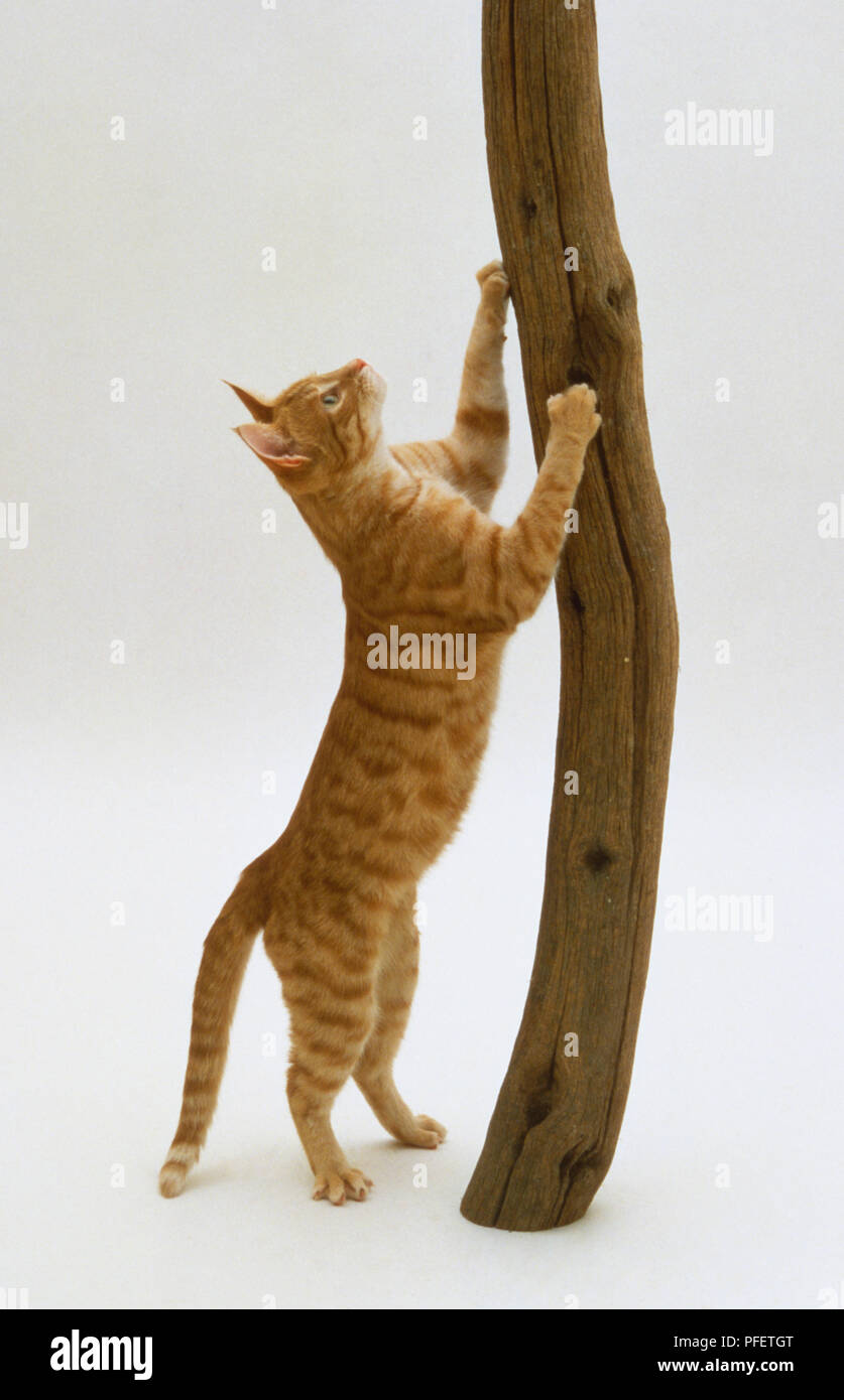 Lo zenzero gatto domestico (Felis silvestris) in piedi sulle zampe posteriori e anteriori di affilatura artigli su legno. Foto Stock