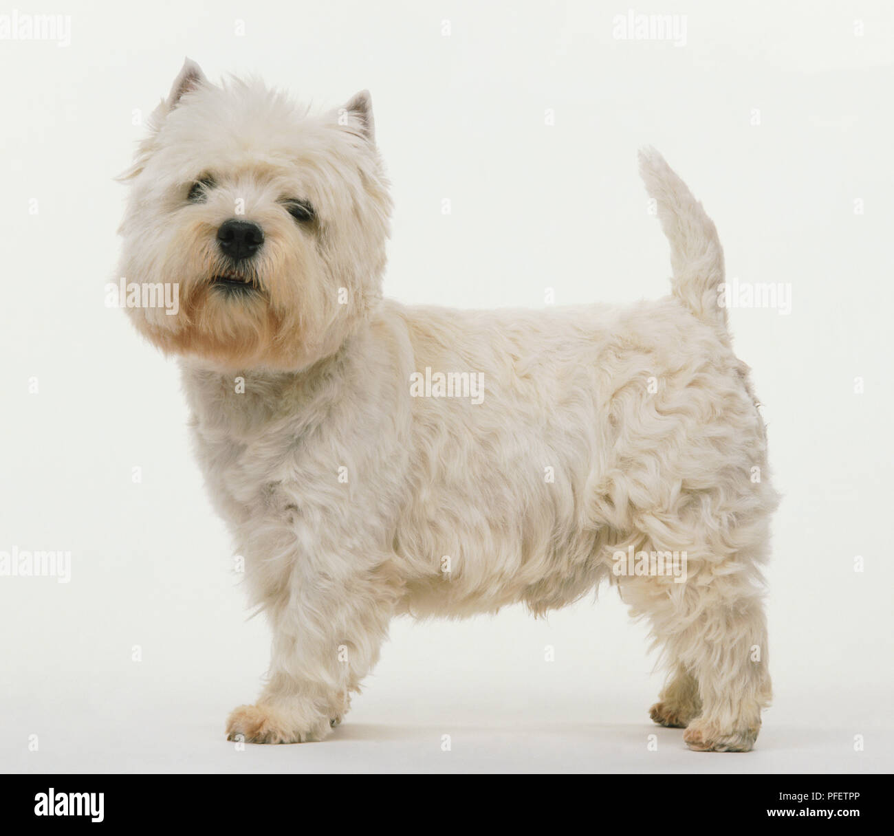 West Highland White Terrier, piccolo cane con pelliccia bianca. Foto Stock