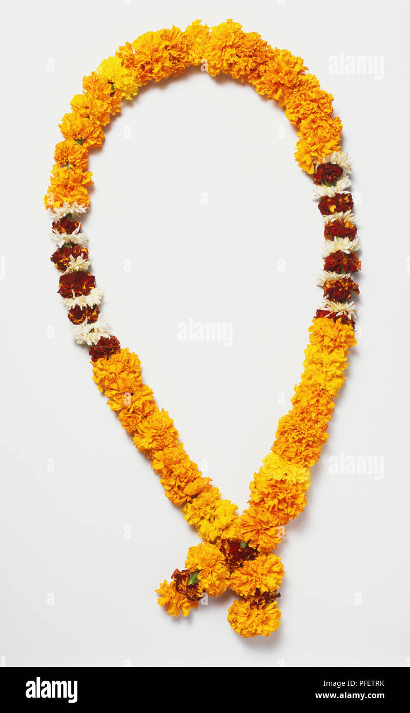 India, giallo flowerhead collana, vicino. Foto Stock