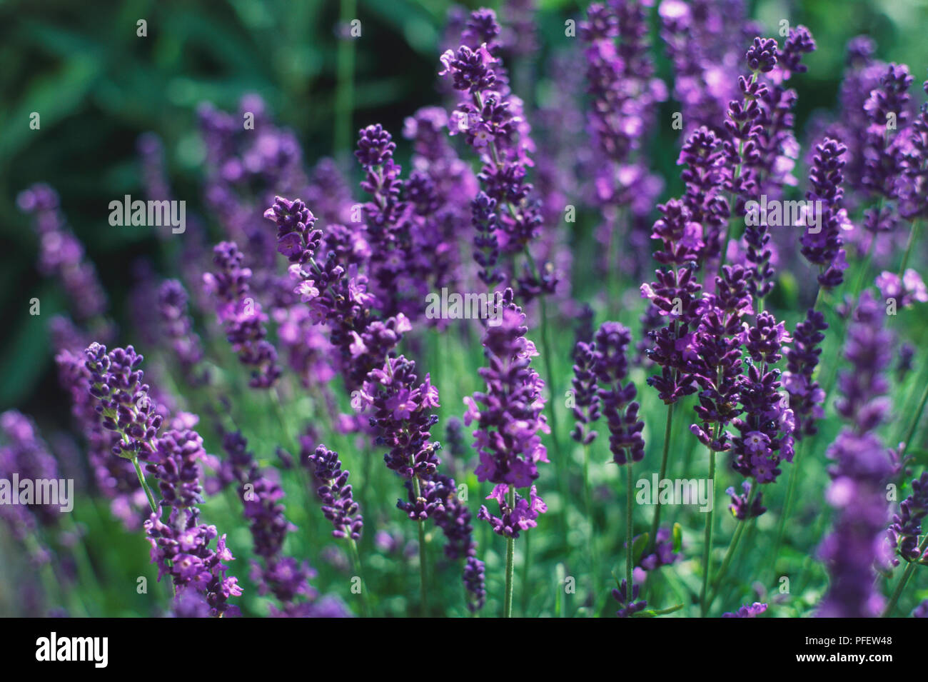 Lavandula angustifolia 'Munstead', viola flowerheads lavanda che cresce su un arbusto cespuglioso. Foto Stock