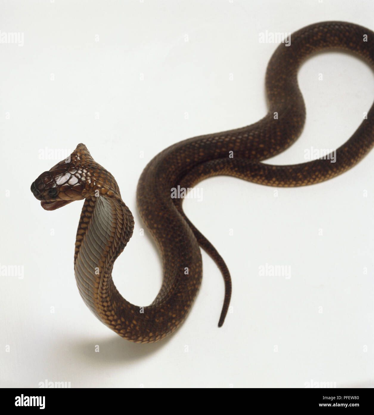 Naja haje annulifera, egiziano Cobra, Black snake con cappuccio Foto Stock