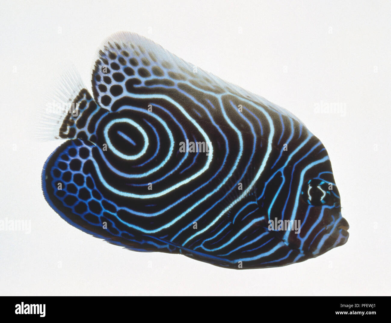 Pomacanthus imperator, Imperatore Angelfish, vibrante blu brillante luce e disegno di strisce con false occhio vicino a coda, vista laterale. Foto Stock