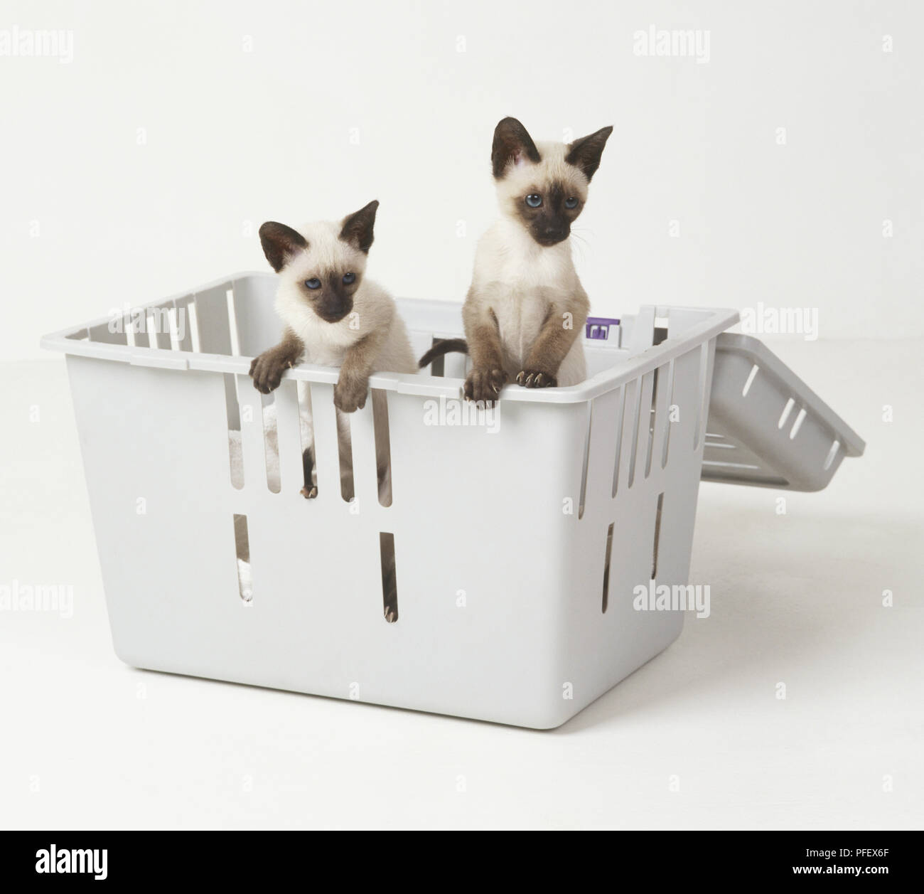 Due Seal-point Shorthair gattini (felis catus) in piedi sulle loro gambe di cerva nel cesto in plastica, vista frontale Foto Stock
