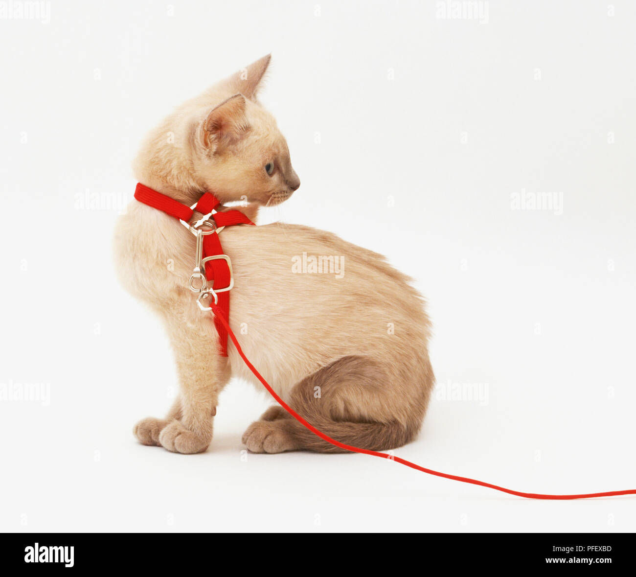 Color crema gattino (felis catus) indossando un cavo rosso e il guinzaglio, guardando indietro, vista laterale Foto Stock