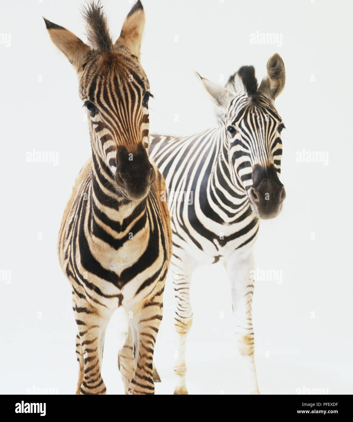 Comune di puledri Zebra (Equus burchelli) rivolto in avanti Foto Stock