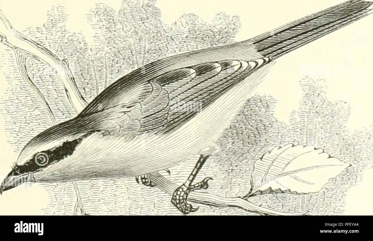 . De Dierentuin van het Koninklijk Zoologisch Genootschap Natura Artis Magistra te Amsterdam. I giardini zoologici; uccelli. envolpc'iis aan doornen Ã¯iiat. lionger lioeft. Fare lekkerste brokken weghalen, terwijl de overigen verdrnogen di verrotten. Â De gewone soort van ons weielddeel en ook van ons land è de (jraauwe Klaaincier, Lanins coUnrio. Hij è porta gekenmerkt dat bovendeelen zijne grootendeels rosbriiin zijn, ofschoon dc/.c' klenr op den bov('nki&GT;|i en nek porta gi'ijs vervangen wordt. Bij eene reeks van Afiikaansche soorten, laniaeius iif MALACONOTrs genoemd, zijn de voetwortels een weinig langer d Foto Stock