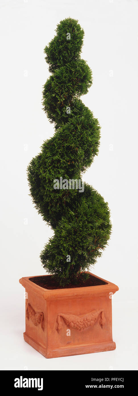 Una forma a spirale arbusto in un impianto pot Foto Stock